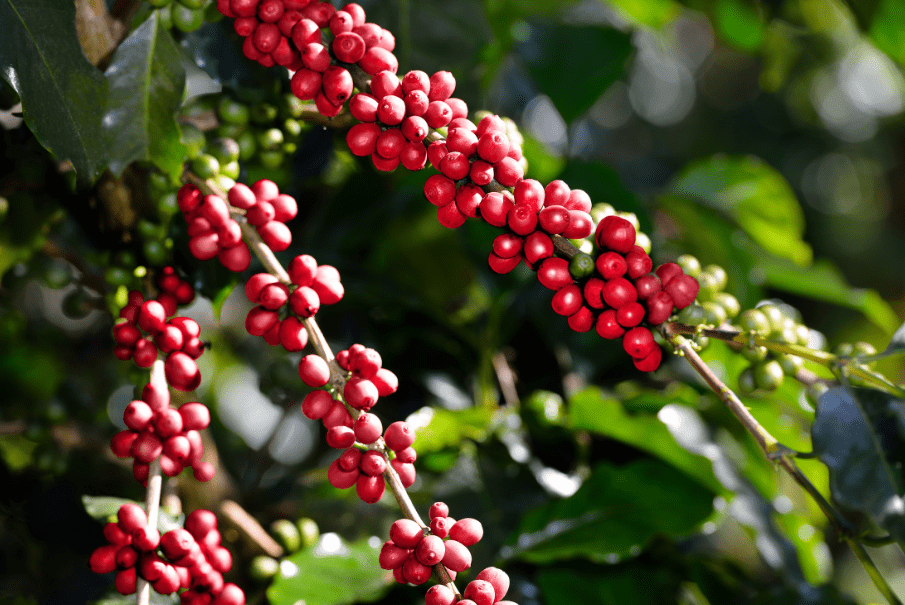 Ceri Kopi Merah