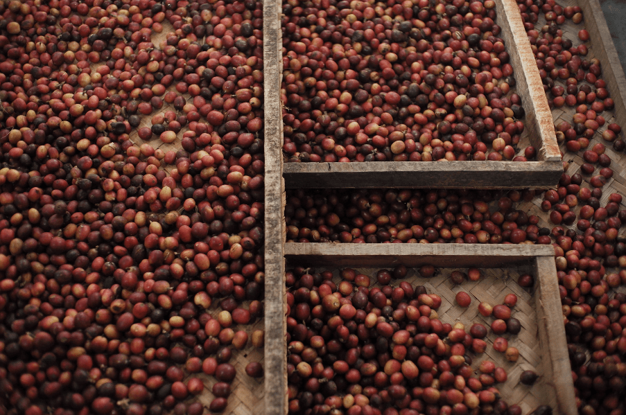 Biji Kopi Kering