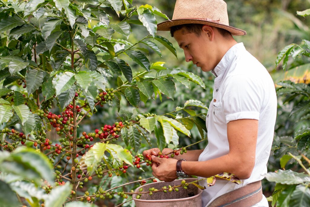 Pemetikan Kopi